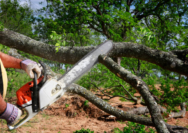 Allendale, MI  Tree Services Company